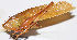  ( - 201510-6G)  @11 [ ] CreativeCommons - Attribution (2010) Zhi-Jun Zhou Centre for Biodiversity Genomics