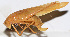  ( - 201510-7D)  @13 [ ] CreativeCommons - Attribution (2010) Zhi-Jun Zhou Centre for Biodiversity Genomics