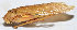  ( - 201510-8F)  @11 [ ] CreativeCommons - Attribution (2010) Zhi-Jun Zhou Centre for Biodiversity Genomics