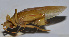  ( - 201510-9F)  @12 [ ] CreativeCommons - Attribution (2010) Zhi-Jun Zhou Centre for Biodiversity Genomics