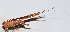  ( - 201511-11E)  @12 [ ] CreativeCommons - Attribution (2010) Zhi-Jun Zhou Centre for Biodiversity Genomics