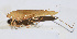  ( - 201511-11F)  @12 [ ] CreativeCommons - Attribution (2010) Zhi-Jun Zhou Centre for Biodiversity Genomics