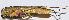  (Parapsyra notabilis - 201511-2B)  @13 [ ] CreativeCommons - Attribution (2010) Zhi-Jun Zhou Centre for Biodiversity Genomics