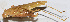  ( - 201511-3G)  @13 [ ] CreativeCommons - Attribution (2010) Zhi-Jun Zhou Centre for Biodiversity Genomics