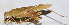  ( - 201511-5G)  @12 [ ] CreativeCommons - Attribution (2010) Zhi-Jun Zhou Centre for Biodiversity Genomics