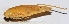  (Ruidocollaris sp. 8 - 201511-6E)  @13 [ ] CreativeCommons - Attribution (2010) Zhi-Jun Zhou Centre for Biodiversity Genomics
