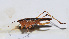  ( - 201511-7A)  @12 [ ] CreativeCommons - Attribution (2010) Zhi-Jun Zhou Centre for Biodiversity Genomics