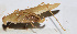  ( - 201511-8E)  @12 [ ] CreativeCommons - Attribution (2010) Zhi-Jun Zhou Centre for Biodiversity Genomics