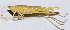  ( - 201511-9F)  @13 [ ] CreativeCommons - Attribution (2010) Zhi-Jun Zhou Centre for Biodiversity Genomics