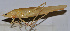  ( - 201512-10A)  @12 [ ] CreativeCommons - Attribution (2010) Zhi-Jun Zhou Centre for Biodiversity Genomics