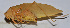  ( - 201512-11B)  @12 [ ] CreativeCommons - Attribution (2010) Zhi-Jun Zhou Centre for Biodiversity Genomics
