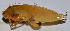  ( - 201512-1C)  @12 [ ] CreativeCommons - Attribution (2010) Zhi-Jun Zhou Centre for Biodiversity Genomics