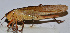  ( - 201512-2B)  @13 [ ] CreativeCommons - Attribution (2010) Zhi-Jun Zhou Centre for Biodiversity Genomics