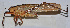  ( - 201512-3B)  @13 [ ] CreativeCommons - Attribution (2010) Zhi-Jun Zhou Centre for Biodiversity Genomics