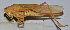  ( - 201512-3C)  @12 [ ] CreativeCommons - Attribution (2010) Zhi-Jun Zhou Centre for Biodiversity Genomics