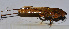  ( - 201512-4E)  @13 [ ] CreativeCommons - Attribution (2010) Zhi-Jun Zhou Centre for Biodiversity Genomics
