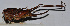  (Atlanticus sp. 19 - 201512-6C)  @12 [ ] CreativeCommons - Attribution (2010) Zhi-Jun Zhou Centre for Biodiversity Genomics