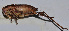  (Atlanticus sp. 9 - 201512-7D)  @13 [ ] CreativeCommons - Attribution (2010) Zhi-Jun Zhou Centre for Biodiversity Genomics