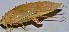  ( - 201512-9A)  @13 [ ] CreativeCommons - Attribution (2010) Zhi-Jun Zhou Centre for Biodiversity Genomics