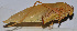  ( - 201512-9E)  @12 [ ] CreativeCommons - Attribution (2010) Zhi-Jun Zhou Centre for Biodiversity Genomics
