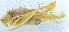  ( - 201514-2A)  @14 [ ] CreativeCommons - Attribution (2010) Zhi-Jun Zhou Centre for Biodiversity Genomics