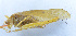  ( - 201514-3H)  @14 [ ] CreativeCommons - Attribution (2010) Zhi-Jun Zhou Centre for Biodiversity Genomics