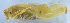  (Holochlora - 201514-5G)  @13 [ ] CreativeCommons - Attribution (2010) Zhi-Jun Zhou Centre for Biodiversity Genomics