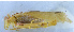  ( - 201514-7F)  @13 [ ] CreativeCommons - Attribution (2010) Zhi-Jun Zhou Centre for Biodiversity Genomics