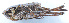  (Atlanticus interval - 201514-8H)  @13 [ ] CreativeCommons - Attribution (2010) Zhi-Jun Zhou Centre for Biodiversity Genomics