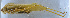  ( - 201601-2A)  @12 [ ] CreativeCommons - Attribution (2010) Zhi-Jun Zhou Centre for Biodiversity Genomics