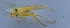  ( - 201601-3E)  @13 [ ] CreativeCommons - Attribution (2010) Zhi-Jun Zhou Centre for Biodiversity Genomics