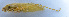  ( - 201601-4A)  @12 [ ] CreativeCommons - Attribution (2010) Zhi-Jun Zhou Centre for Biodiversity Genomics