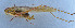  ( - 201602-10B)  @12 [ ] CreativeCommons - Attribution (2010) Zhi-Jun Zhou Centre for Biodiversity Genomics