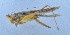  ( - 201602-11E)  @13 [ ] CreativeCommons - Attribution (2010) Zhi-Jun Zhou Centre for Biodiversity Genomics