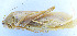  (Ruidocollaris truncatolobata - 201602-2E)  @13 [ ] CreativeCommons - Attribution (2010) Zhi-Jun Zhou Centre for Biodiversity Genomics