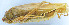  ( - 201602-5G)  @12 [ ] CreativeCommons - Attribution (2010) Zhi-Jun Zhou Centre for Biodiversity Genomics