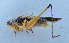  (Conocephalus melaenus - 201602-8D)  @14 [ ] CreativeCommons - Attribution (2010) Zhi-Jun Zhou Centre for Biodiversity Genomics
