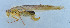  ( - 201603-11A)  @12 [ ] CreativeCommons - Attribution (2010) Zhi-Jun Zhou Centre for Biodiversity Genomics