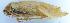  ( - 201603-1G)  @12 [ ] CreativeCommons - Attribution (2010) Zhi-Jun Zhou Centre for Biodiversity Genomics