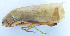  ( - 201603-2G)  @12 [ ] CreativeCommons - Attribution (2010) Zhi-Jun Zhou Centre for Biodiversity Genomics