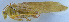  (Sinochlora szechwanensis - 201603-5C)  @14 [ ] CreativeCommons - Attribution (2010) Zhi-Jun Zhou Centre for Biodiversity Genomics