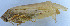  ( - 201603-8G)  @12 [ ] CreativeCommons - Attribution (2010) Zhi-Jun Zhou Centre for Biodiversity Genomics