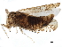  ( - BIOUG07967-C01)  @11 [ ] CreativeCommons - Attribution (2017) CBG Photography Group Centre for Biodiversity Genomics