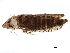  ( - BIOUG07967-G09)  @11 [ ] CreativeCommons - Attribution (2017) CBG Photography Group Centre for Biodiversity Genomics