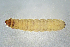  ( - CCDB-46114-H04)  @11 [ ] CC-BY-NC-SA (2024) Steven Whitebread private
