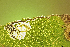  ( - CCDB-46114-H08)  @11 [ ] CC-BY-NC-SA (2024) Steven Whitebread private