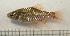  (Pethia manipurensis - RC0646)  @14 [ ] CreativeCommons - Attribution No Derivatives (2011) Rupert A. Collins Bio-Protection Research Centre, PO Box 84, Lincoln University 7647, Canterbury, New Zealand.