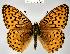 (Speyeria hesperis - CSG21568 NE BC)  @15 [ ] Unspecified (default): All Rights Reserved  Unspecified Unspecified