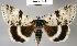  (Catocala relicta - CSG22840 C BC)  @15 [ ] Unspecified (default): All Rights Reserved  Unspecified Unspecified
