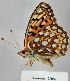  (Speyeria callippe - CSG22858 C BC)  @12 [ ] Unspecified (default): All Rights Reserved  Unspecified Unspecified
